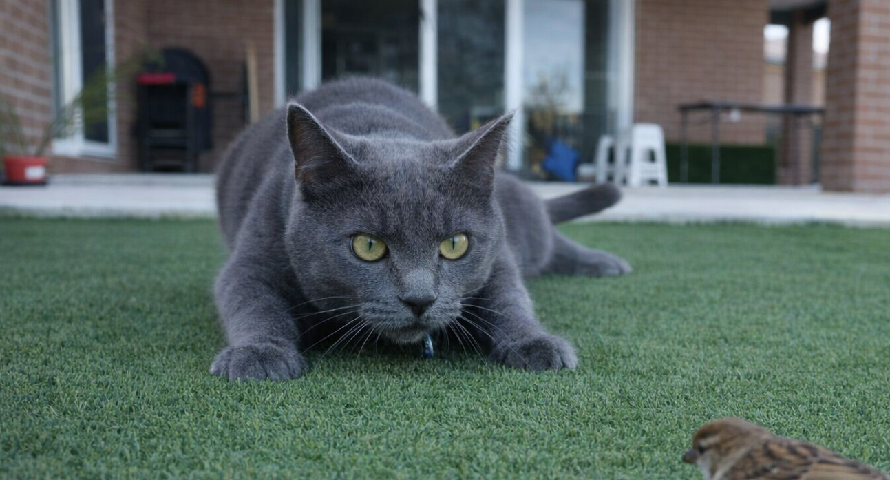 Gifts From My Cats: When ‘Well Done’ Sounds Like a Serial Killer’s Compliment