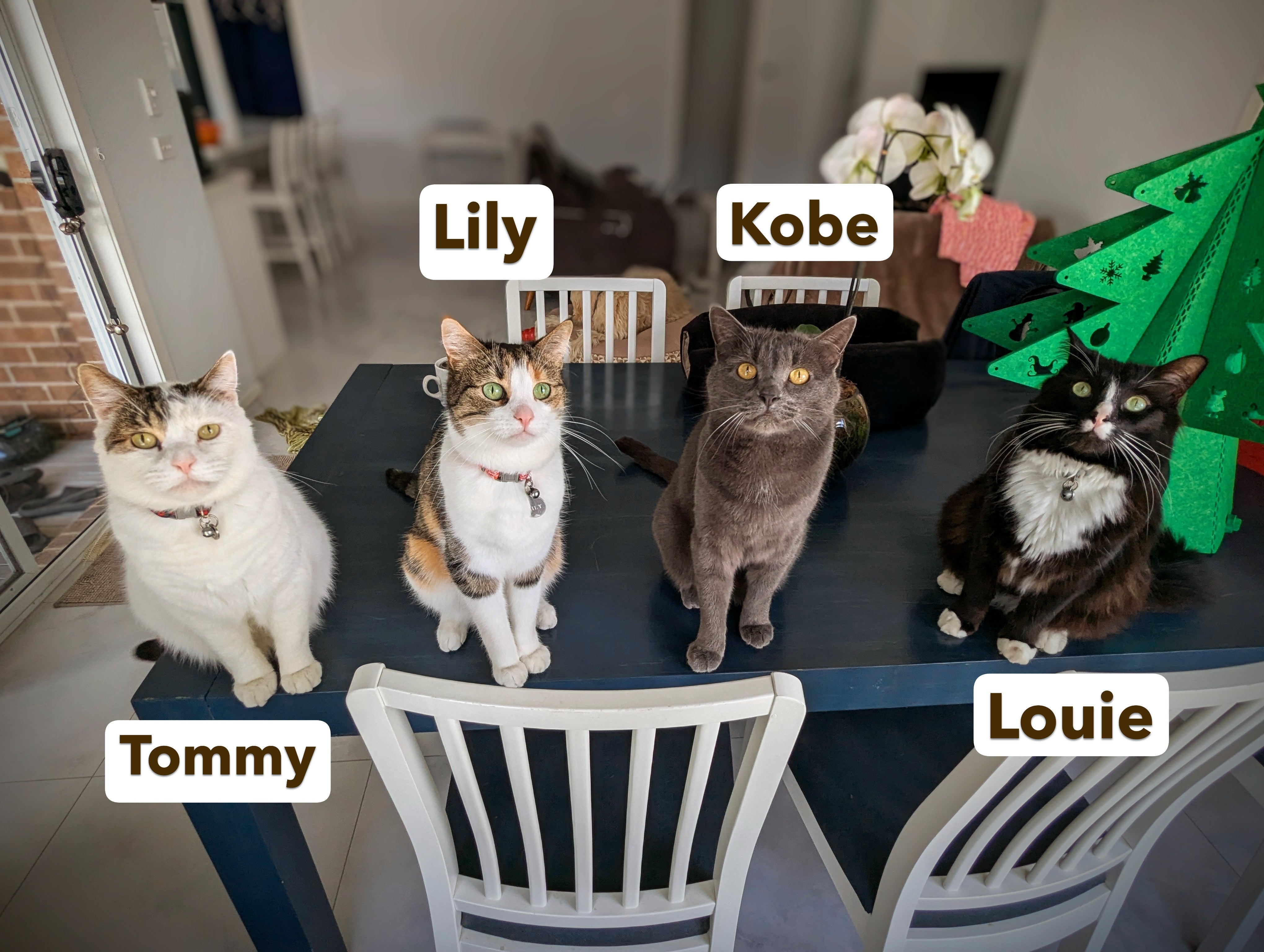 Life With Four Very Different Cats: Lily, Kobe, Tommy & Louie