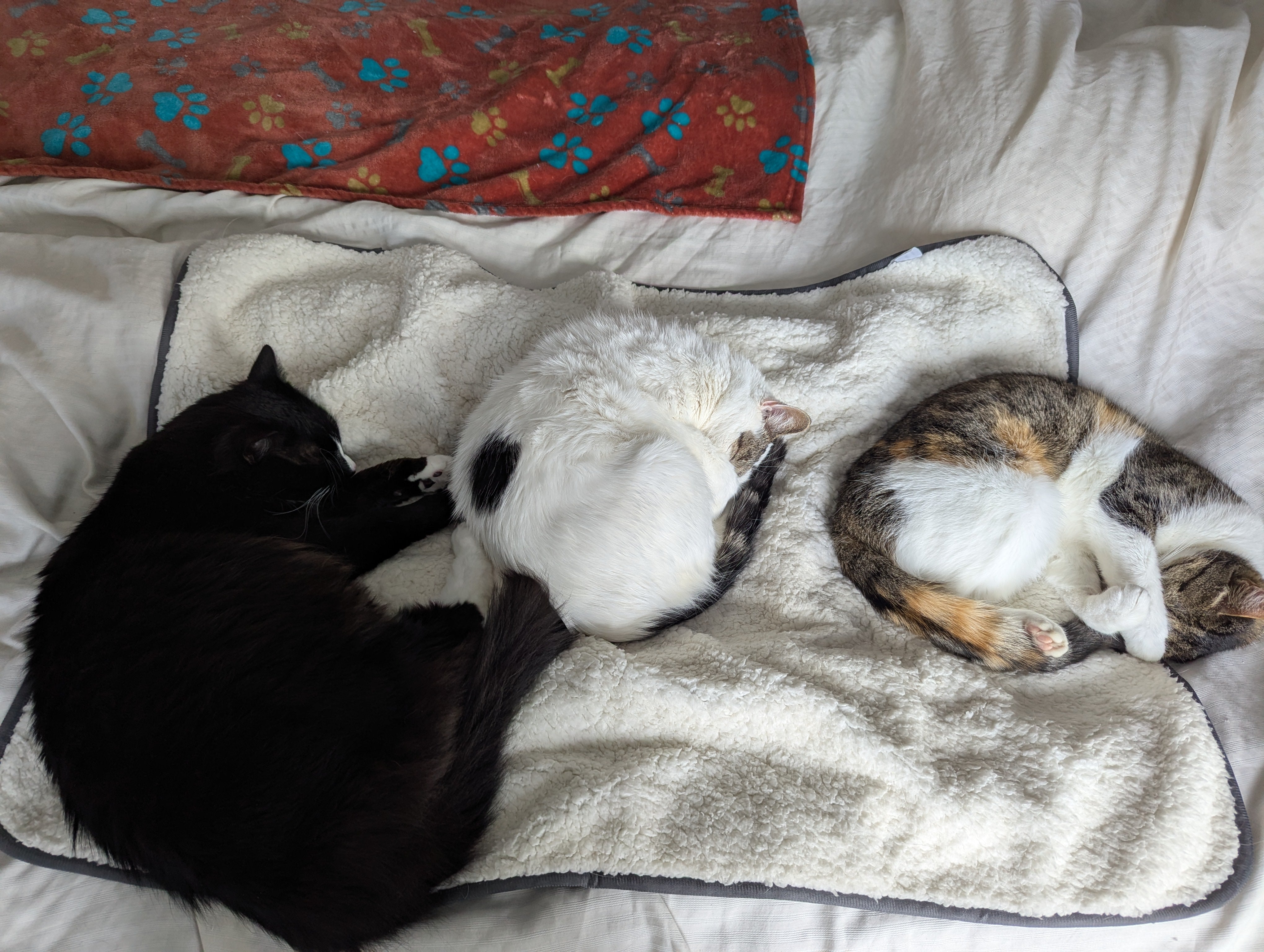 Cuteness Overload: Why Watching My Cat Sleep is My Soul Therapy