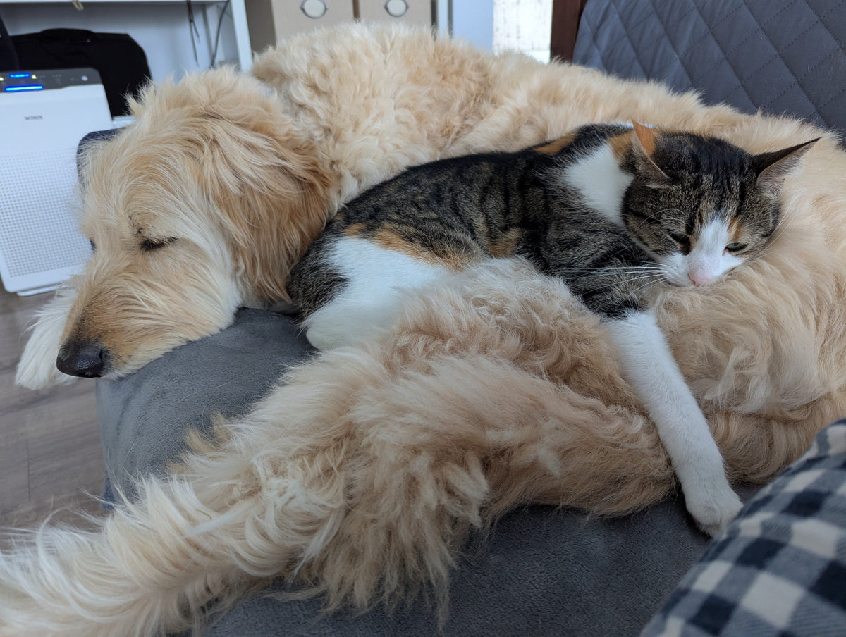 Dogs vs. Cats: 5 Things Science Says They Do Very Differently — Part 1