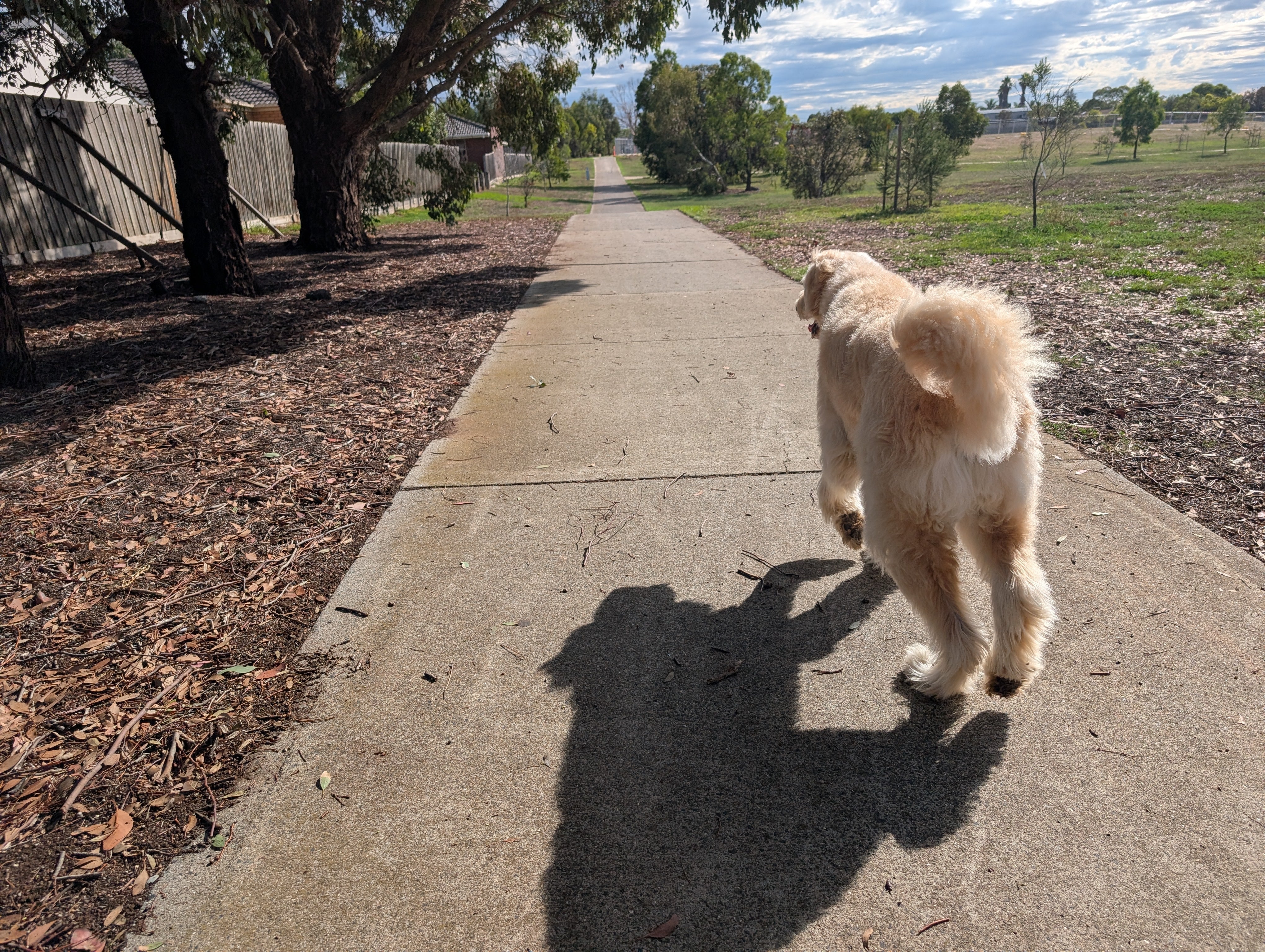 From Leash Battles to Sniff‑Filled Walks: How I Learned to Walk My Dog Right