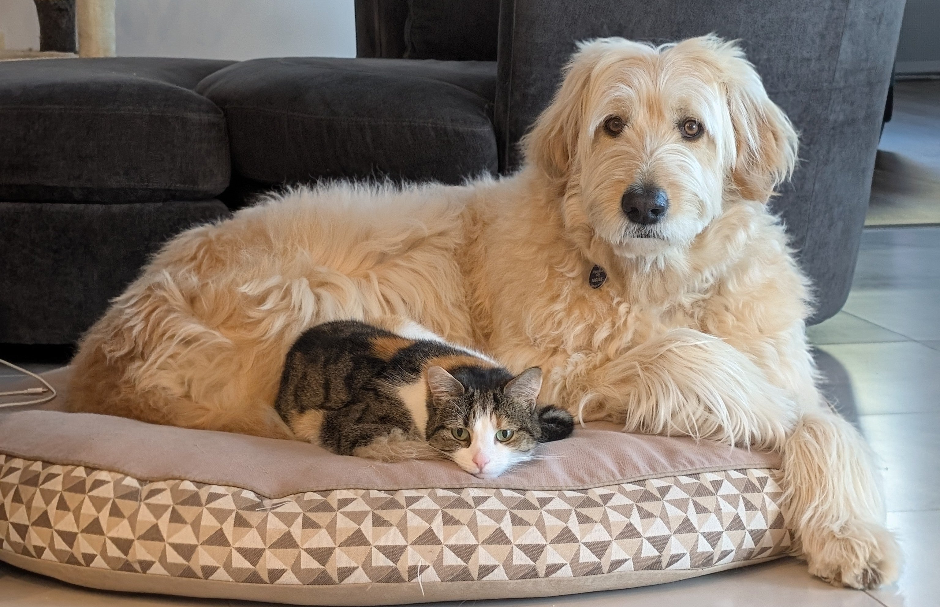Winter With My Pets: A Season of Sun‑Basking, Sneezes, Drama and Warmth