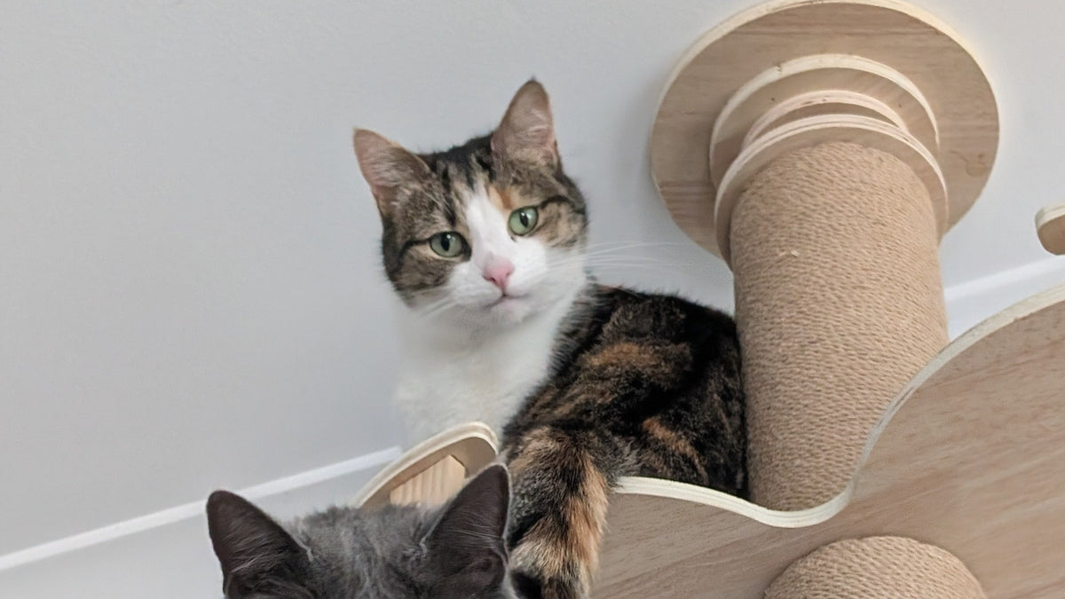 Not All Cats Are Ninjas: What My 4 Cats Taught Me About Feline "Agility"
