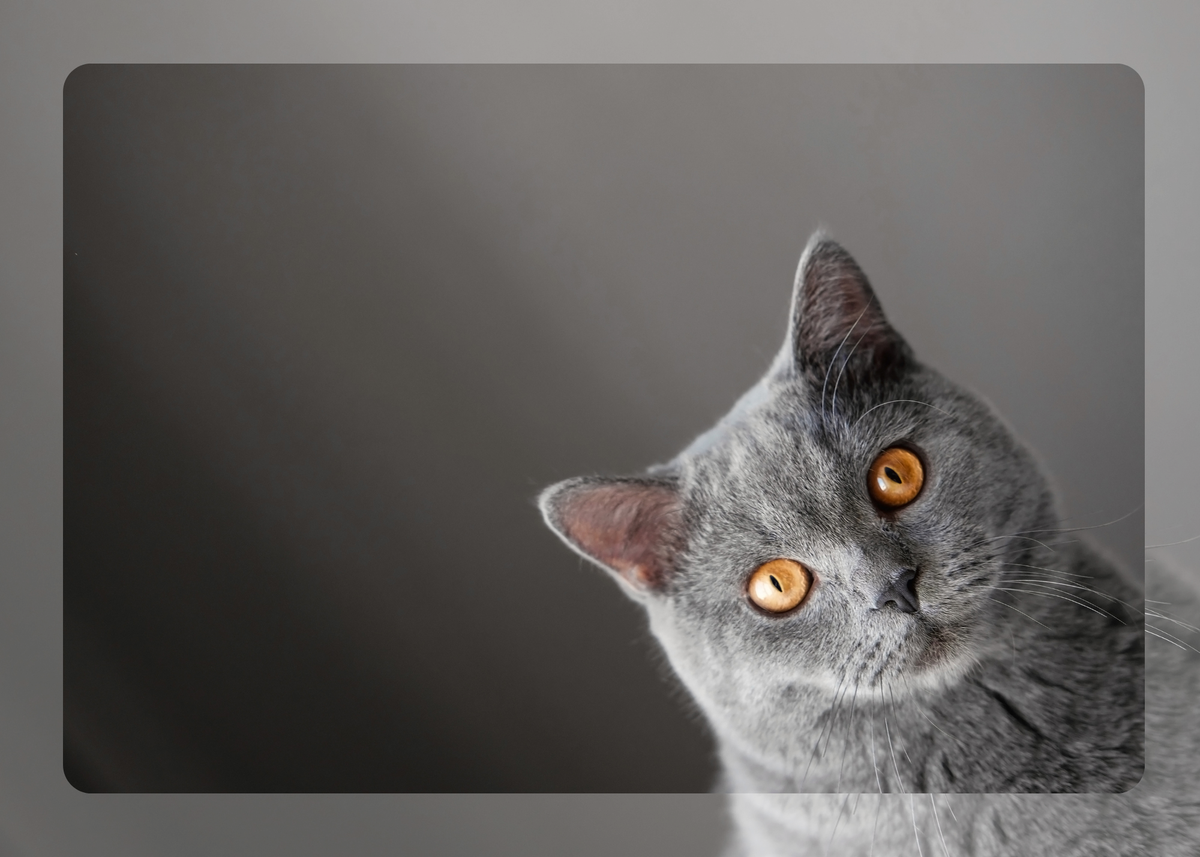 Untitled_design_12.png