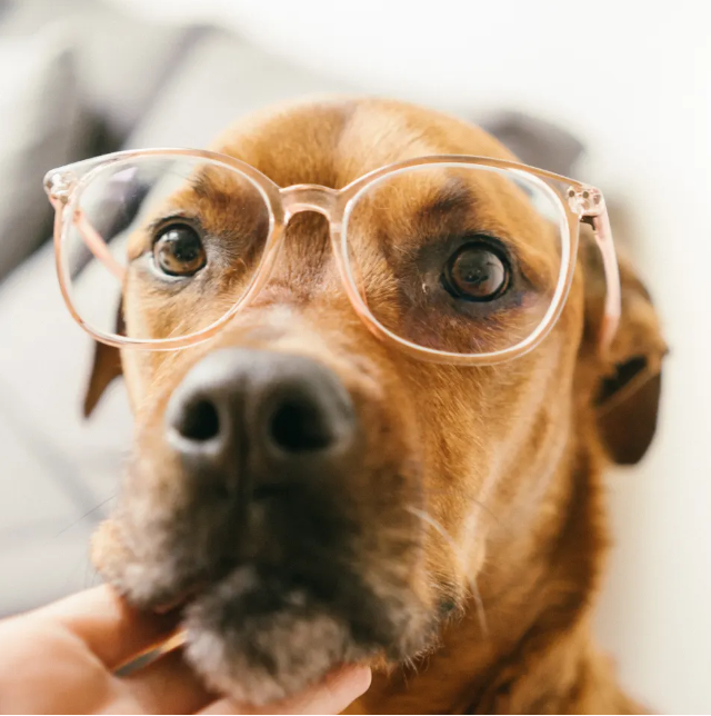 dog_with_specs.png