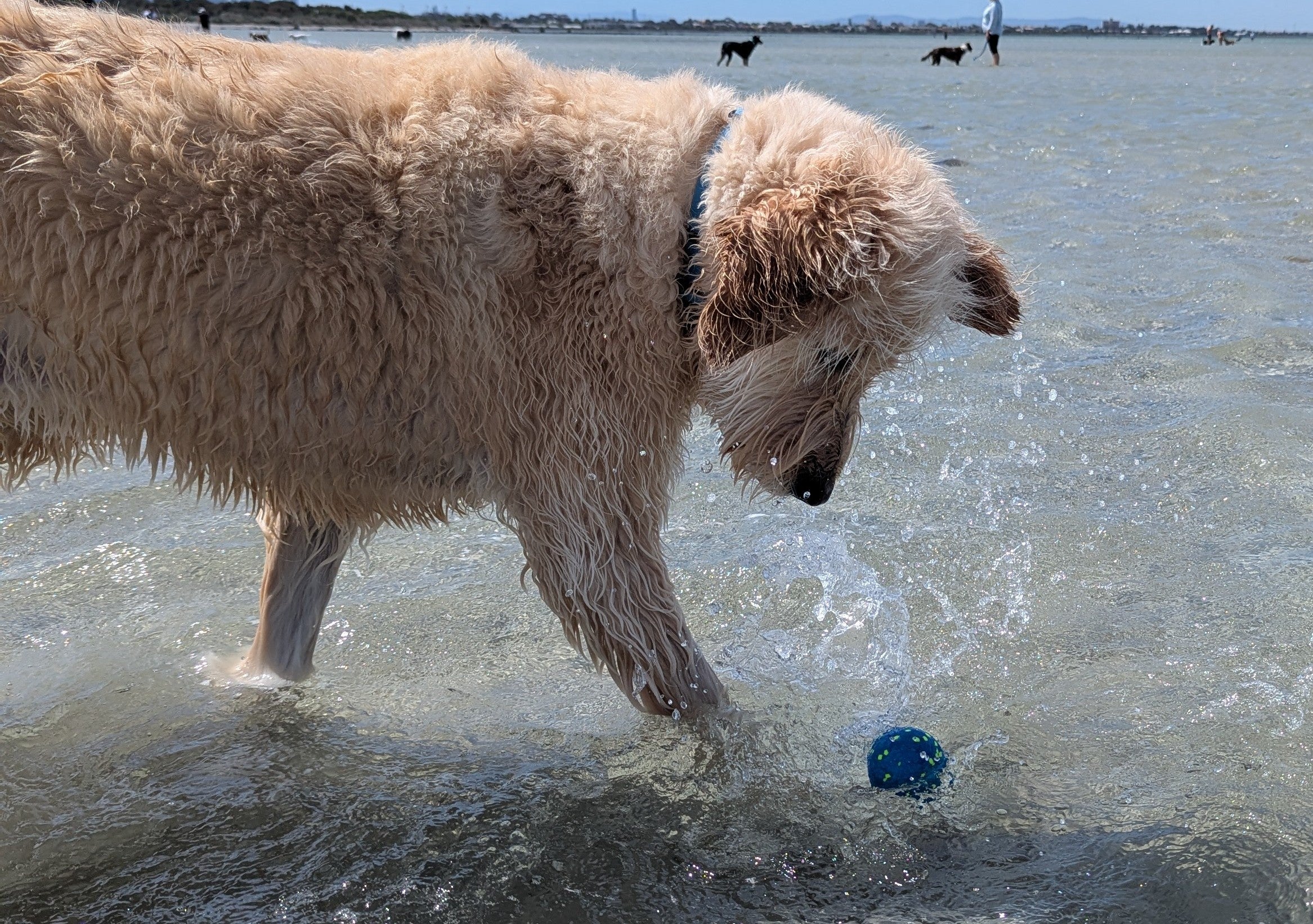 sheclock_play_ball_in_water_75ea252f-bc47-482a-adc1-f752575794a3.jpg